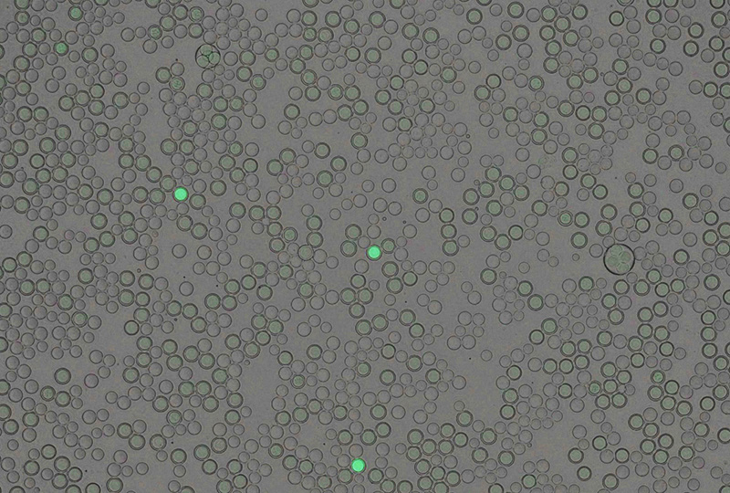 box3 rare enzyme